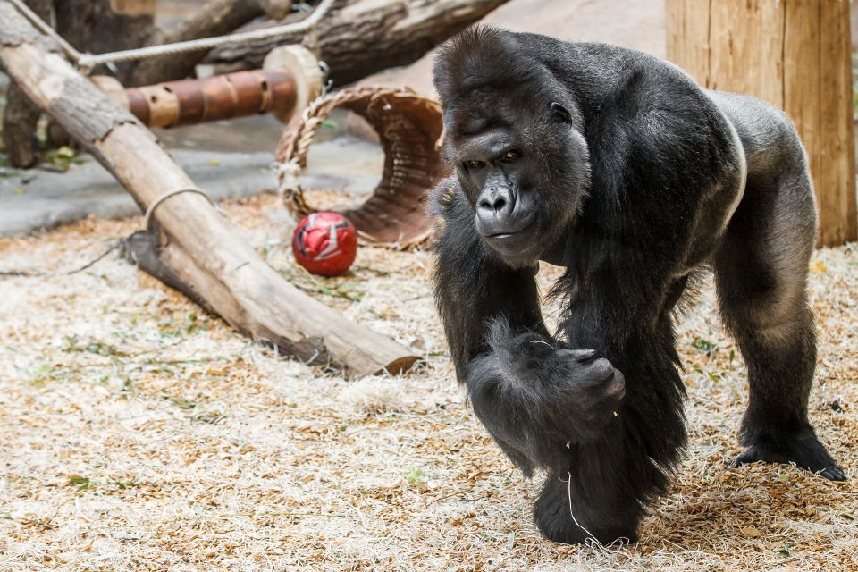 richard 2 - tomas adamec zoo praha