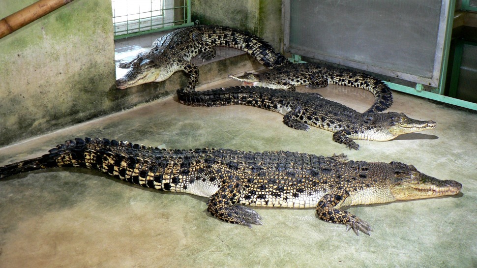 krokodyli-zoo